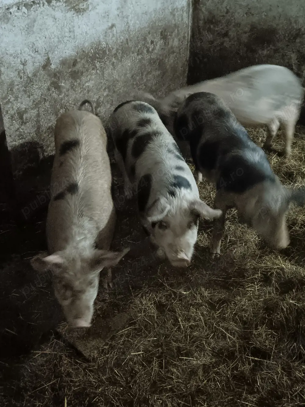 vand grasuni 40 50 kg