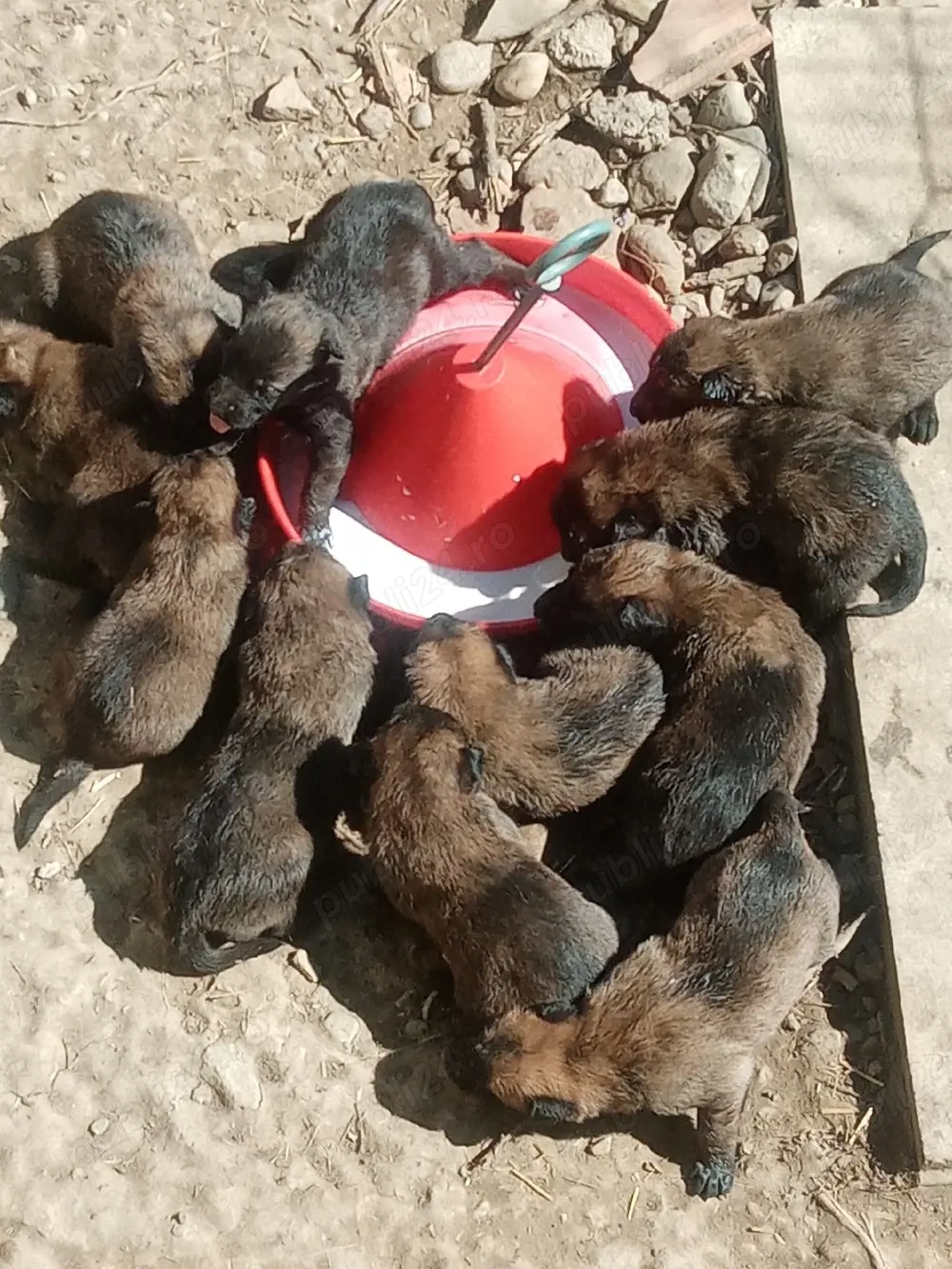 Catei Belgian Malinois 