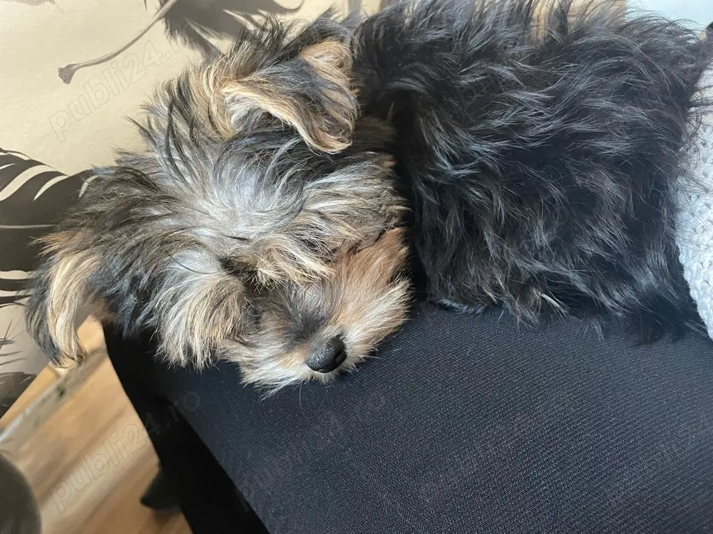 vand yorkshire terrier