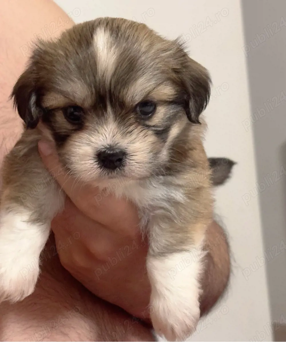 shih tzu fetita 