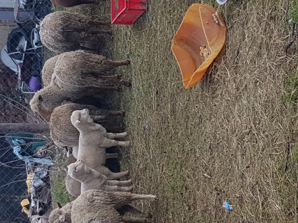 Vand 20 de oi fatate tinere cu miei mari în Ramnicu sarat 