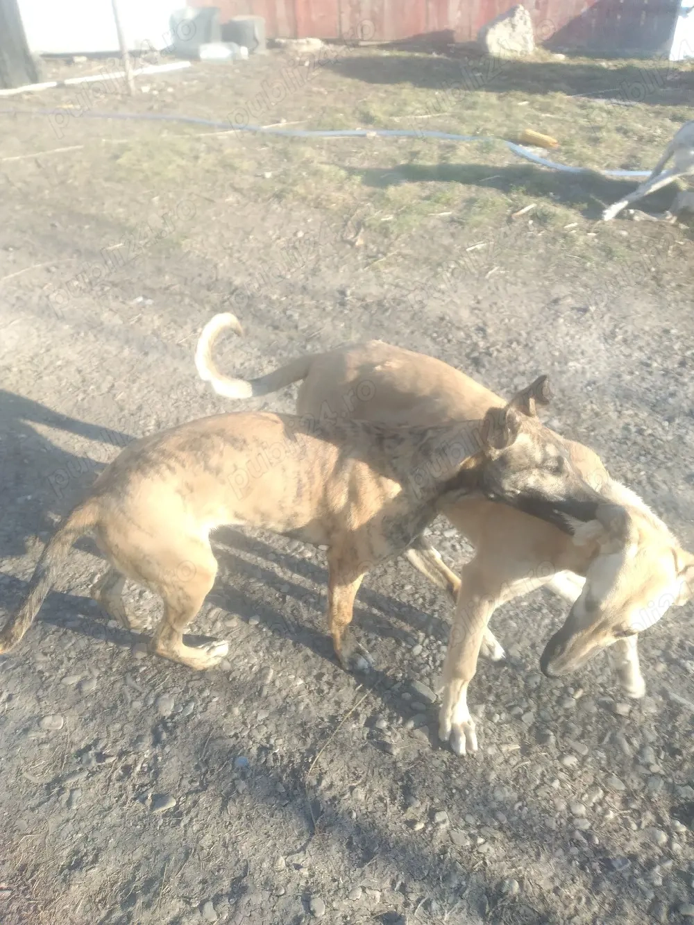 vand  un mascul si o femele 5,5 