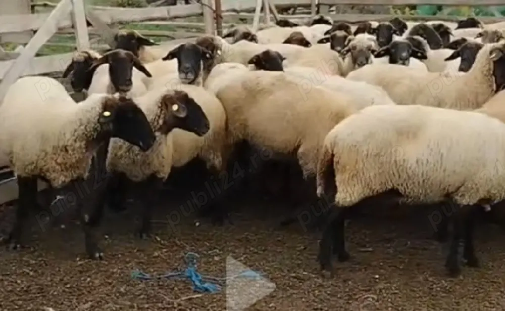 vand oi cu miei rasa cap negru german 