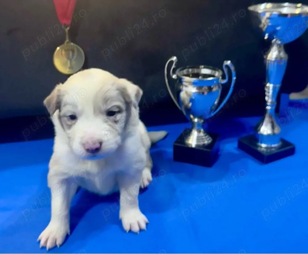 Fetita Border Collie cu Pedigree