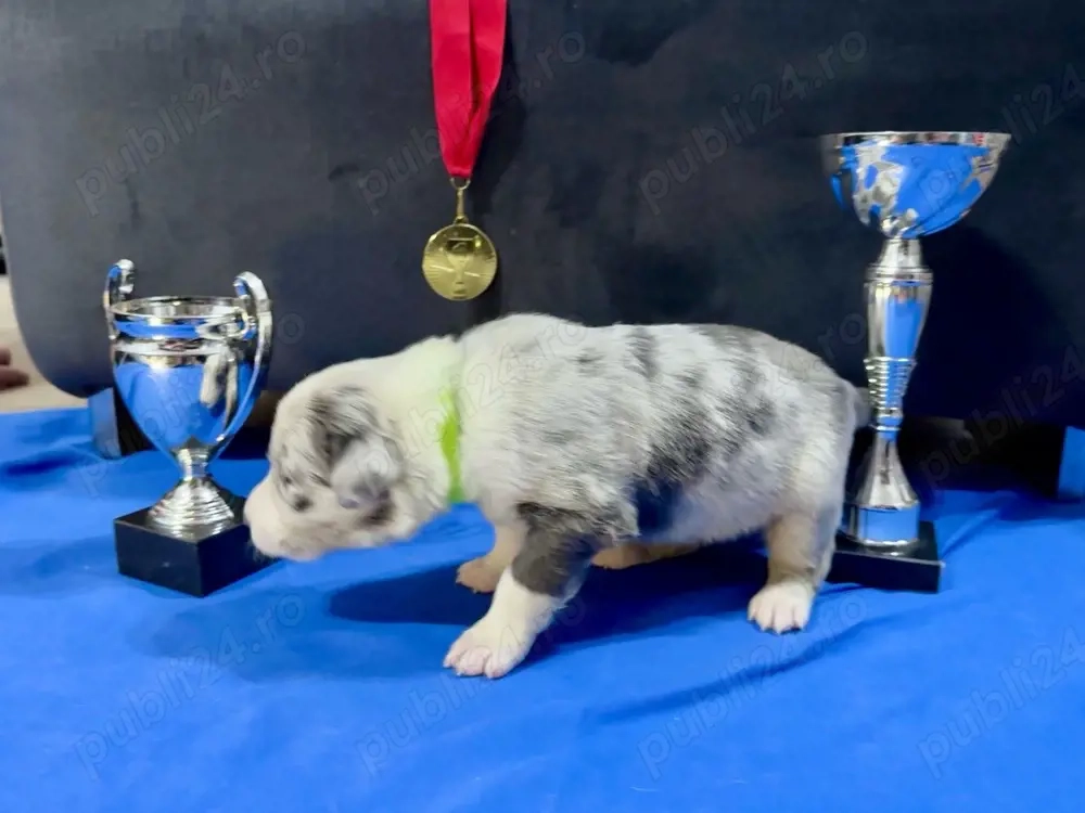 Baietel Border Collie cu Pedigree