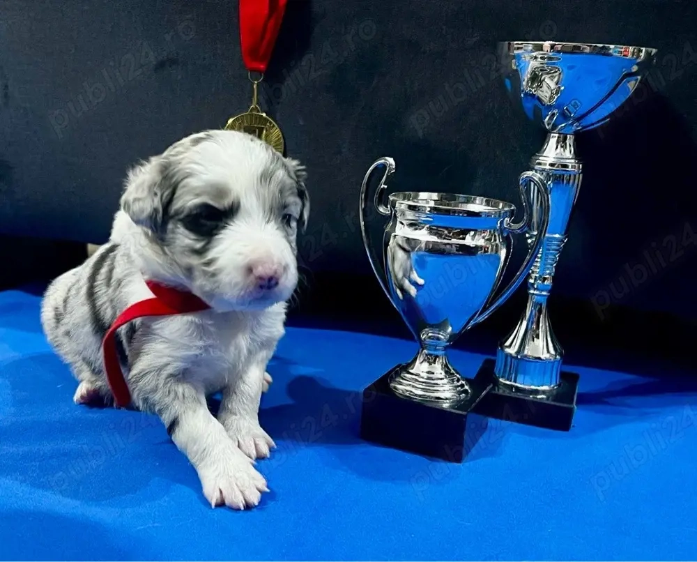 Border Collie cu Pedigree