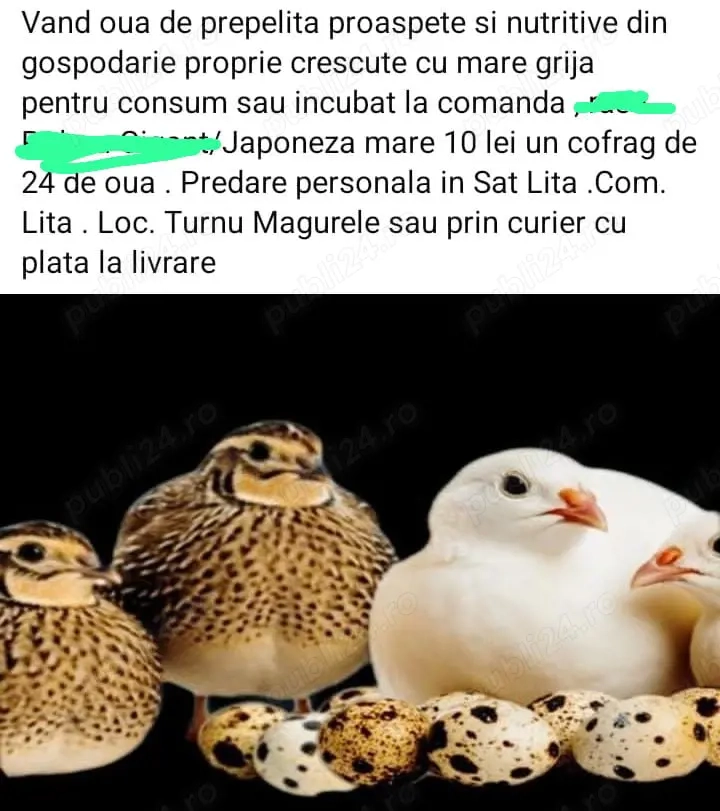 Oua de prepelia incubat sau consum Japoneza Mare 