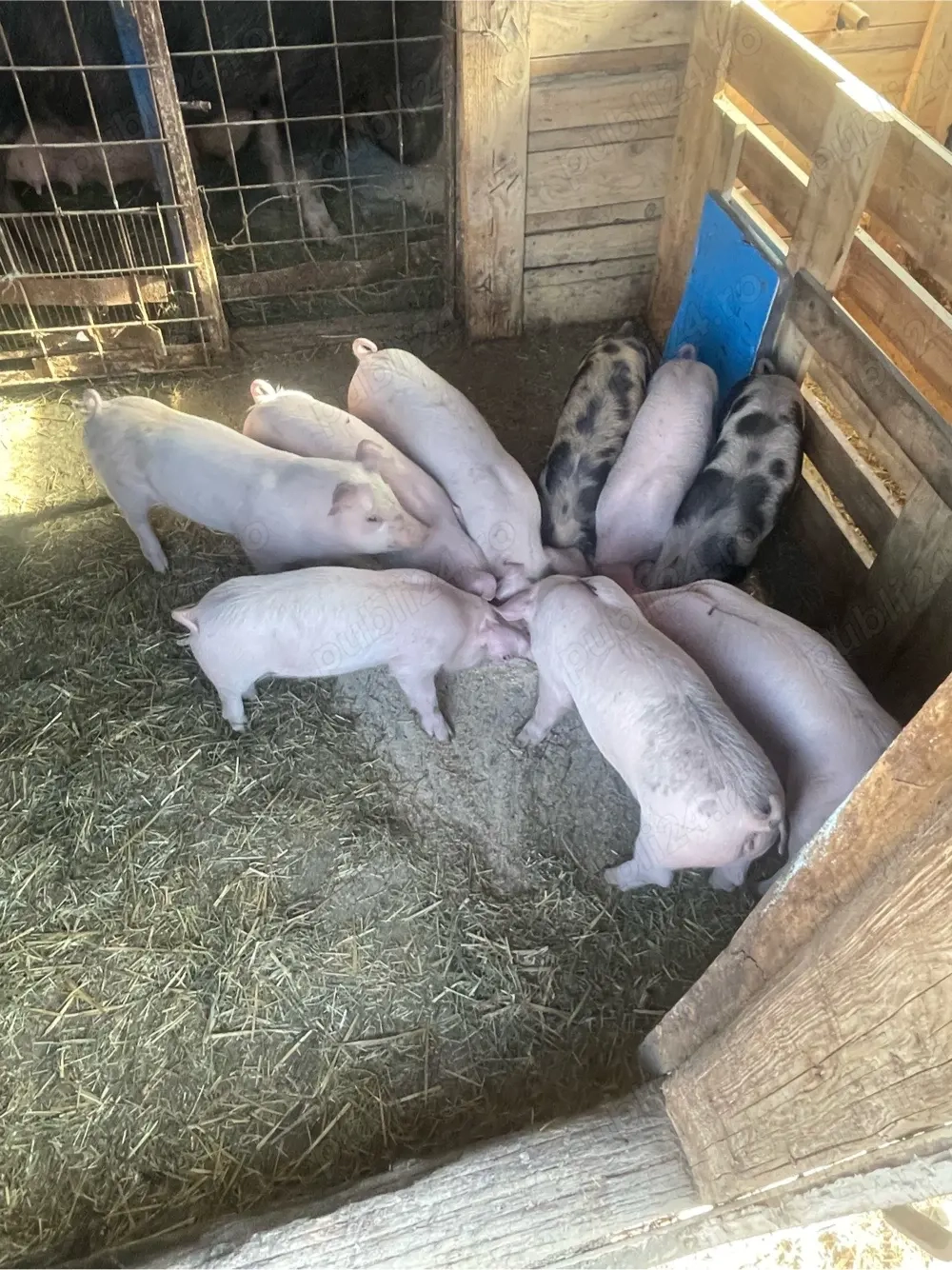 Vand purcei 6 saptamani 