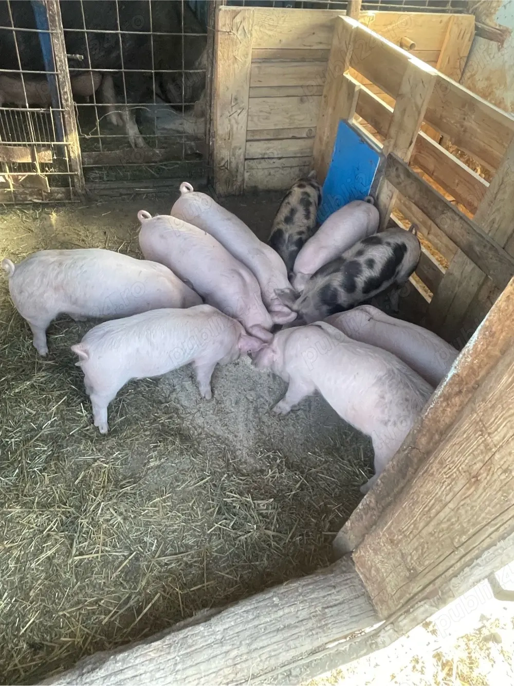 Vand purcei 6 saptamani 