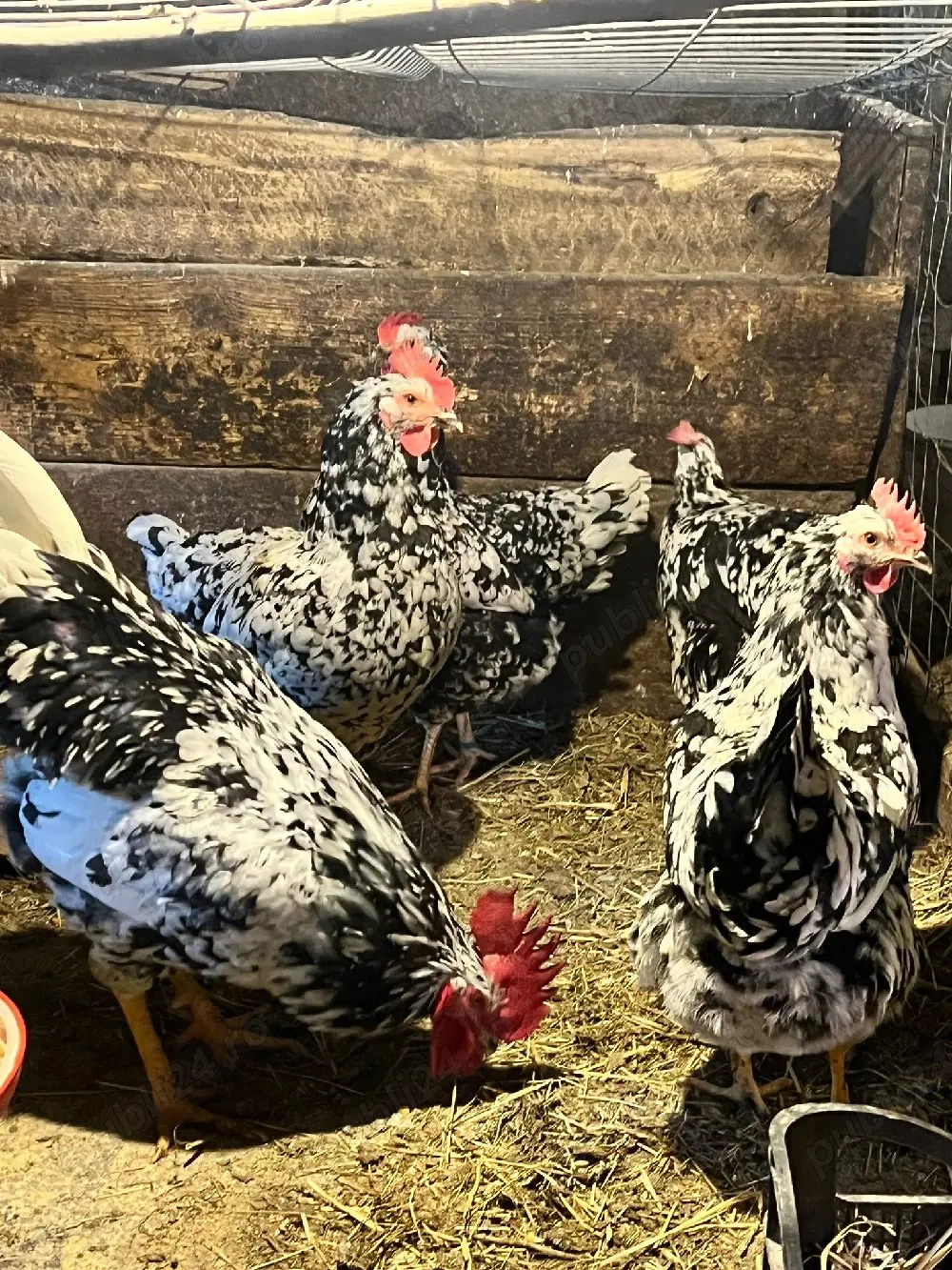 vand familie pinta pinta 