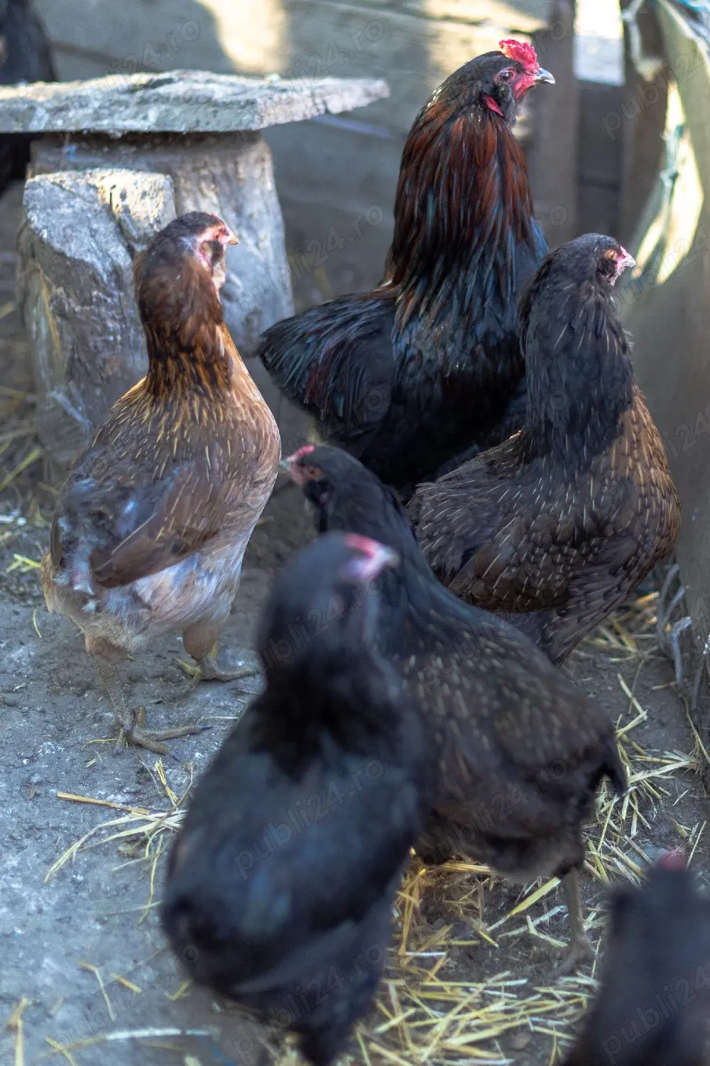 vand familie aruncana 