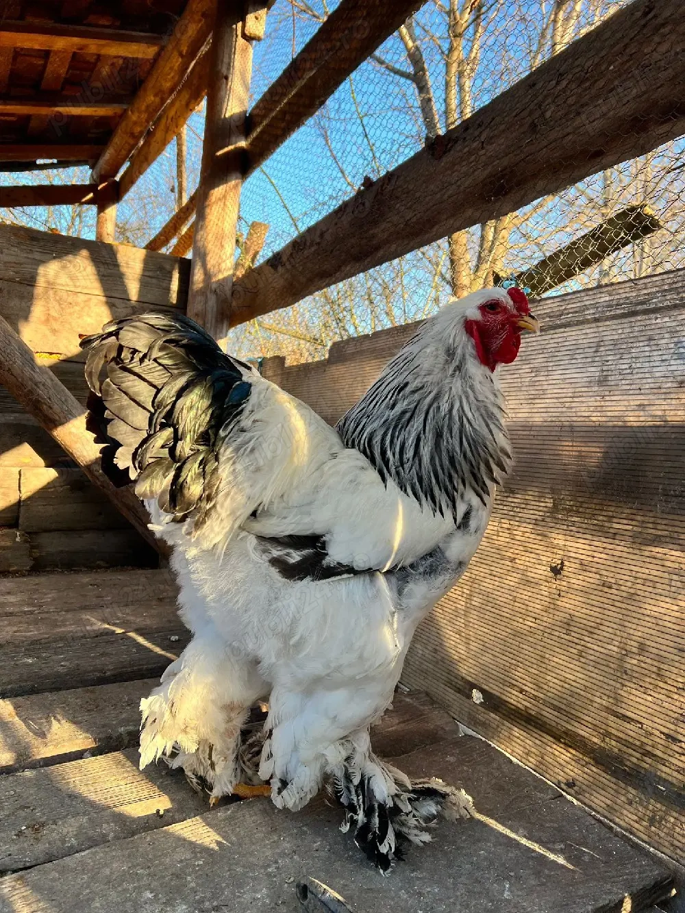 vand familie brahma HD si albastru 