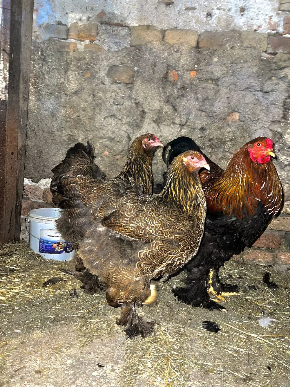 vand famile brahma potarnichiu si herminat inchis 