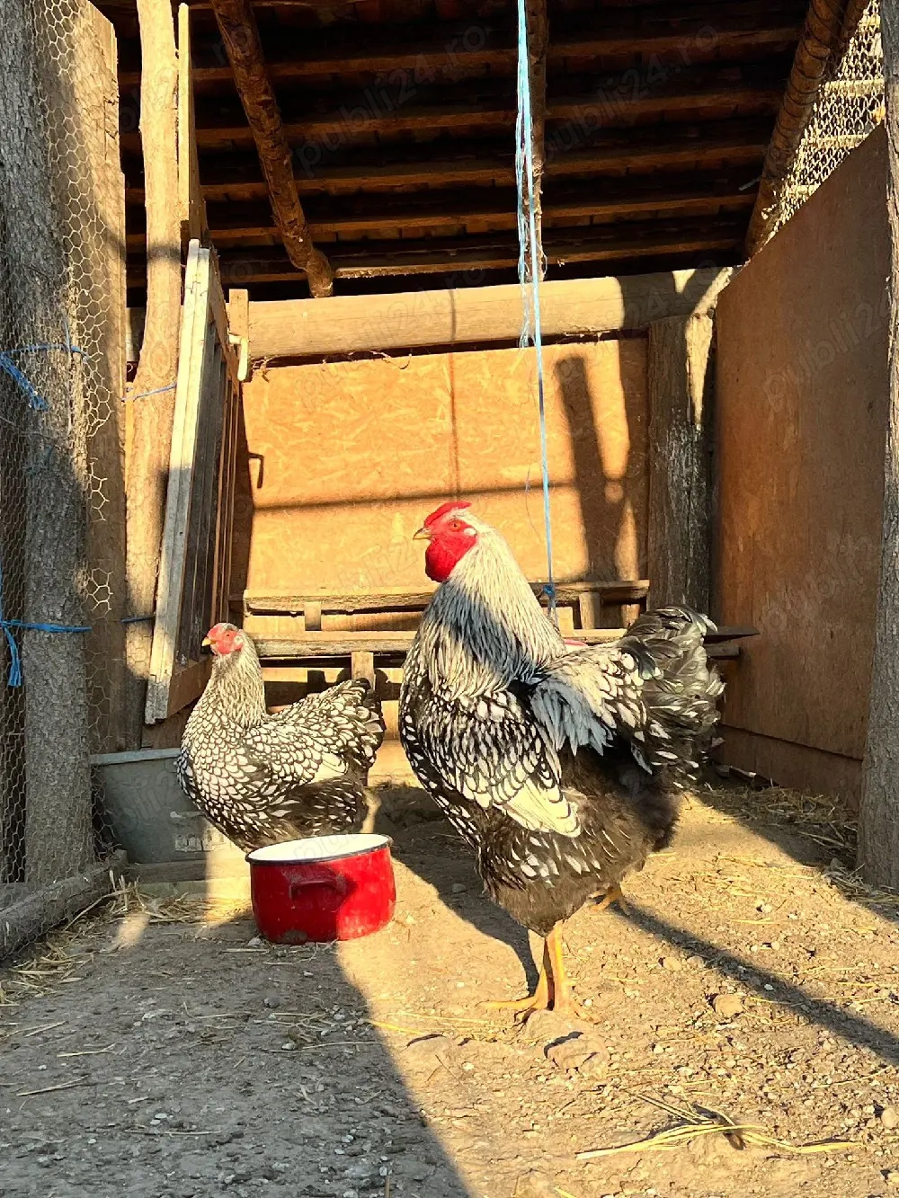 familie wyandotte argintiu 