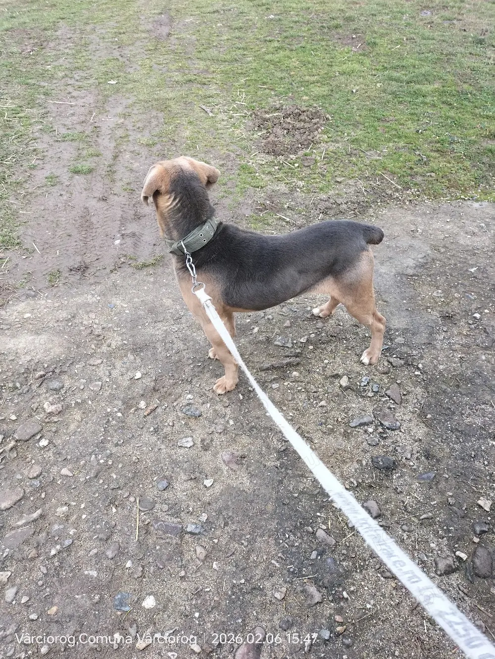 Câine de vânătoare 