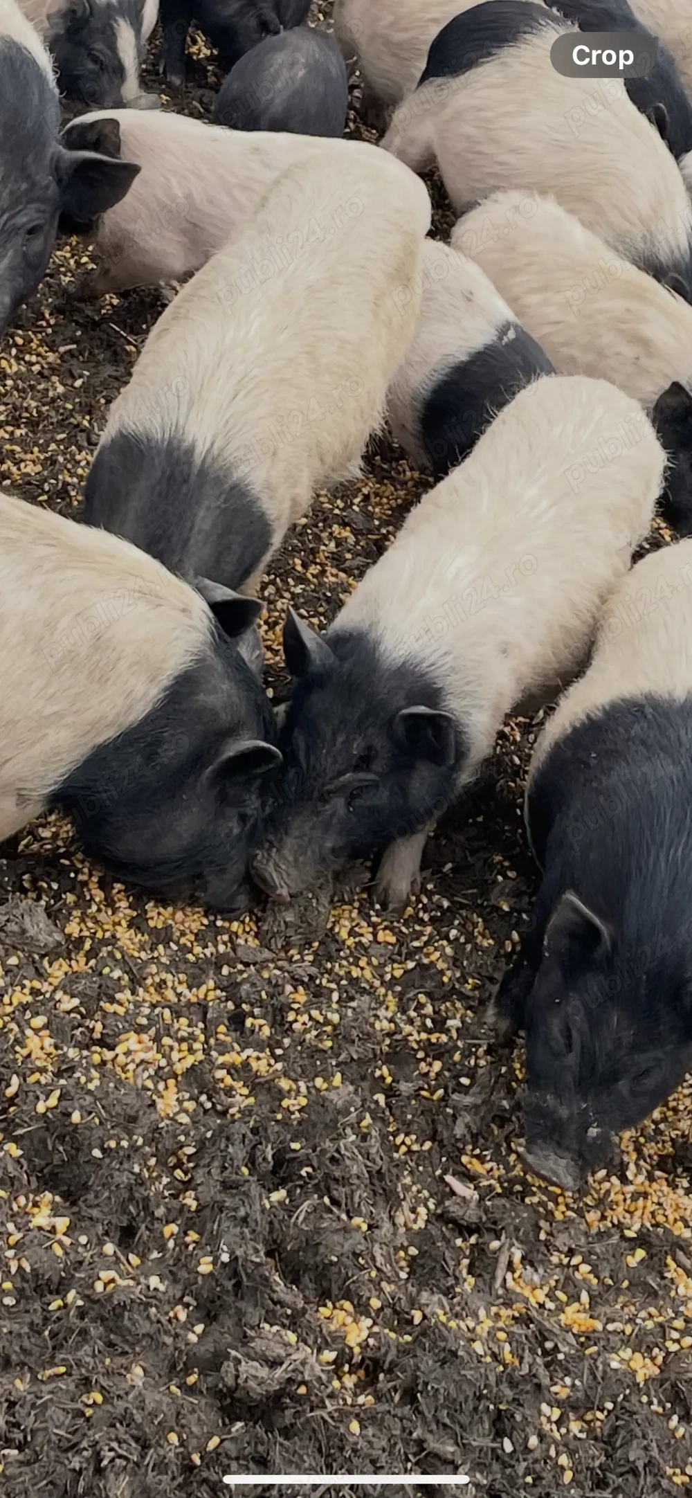 Porc vietnamez scrofița