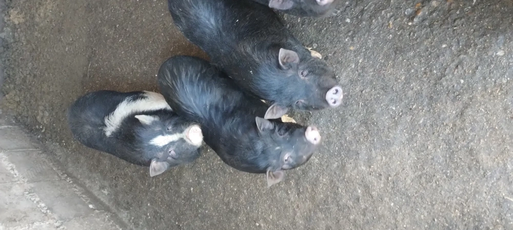 Vând porci vietnamezi crescut cu fiertura 