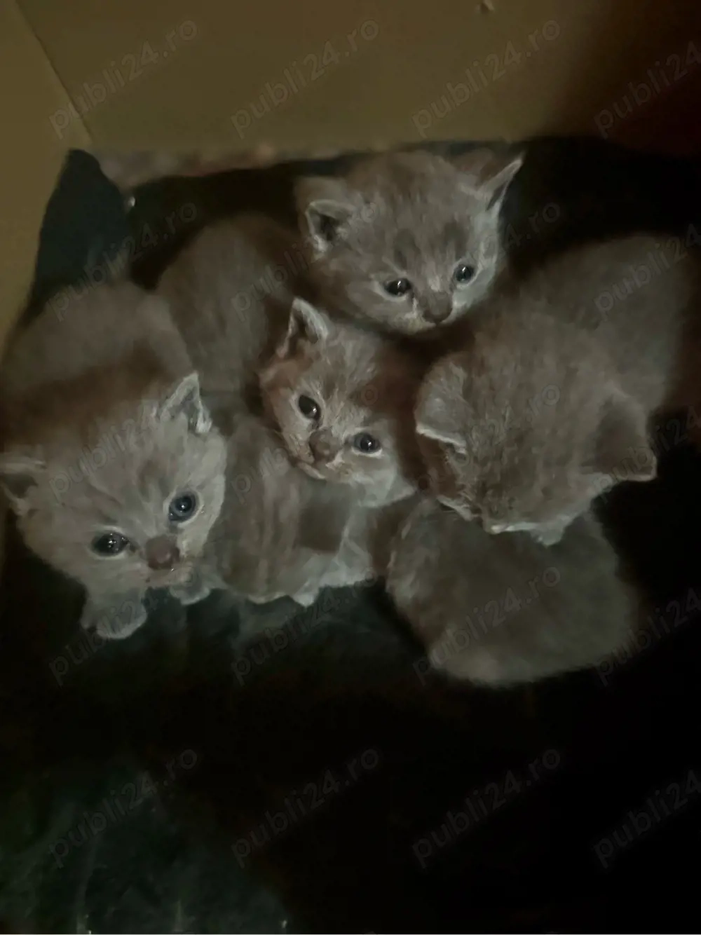 BSH pentru rezervare ! Va astept in privat ! Timiș