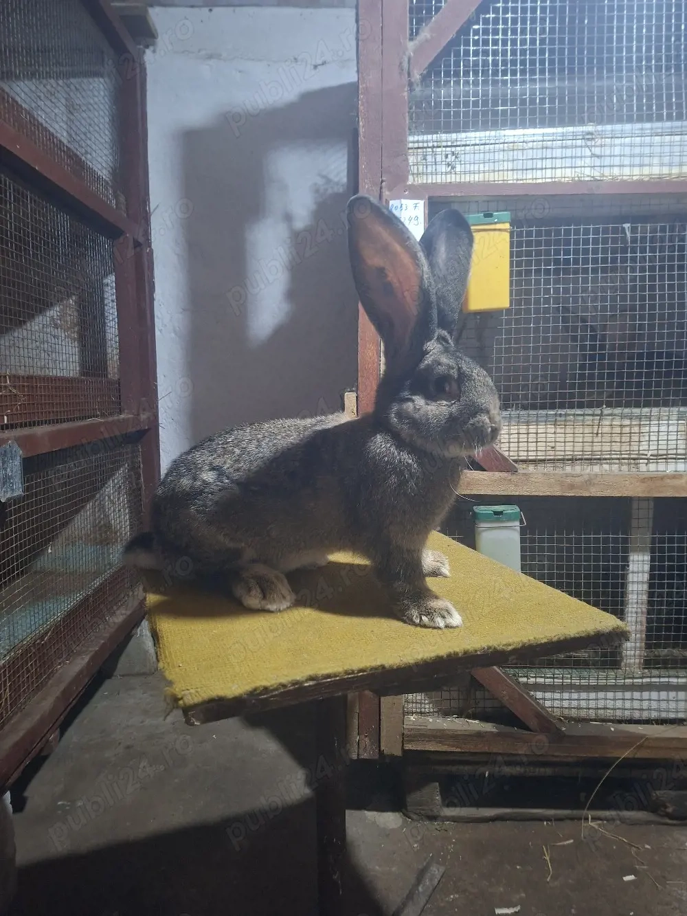 o femela si 2masculi urias german 