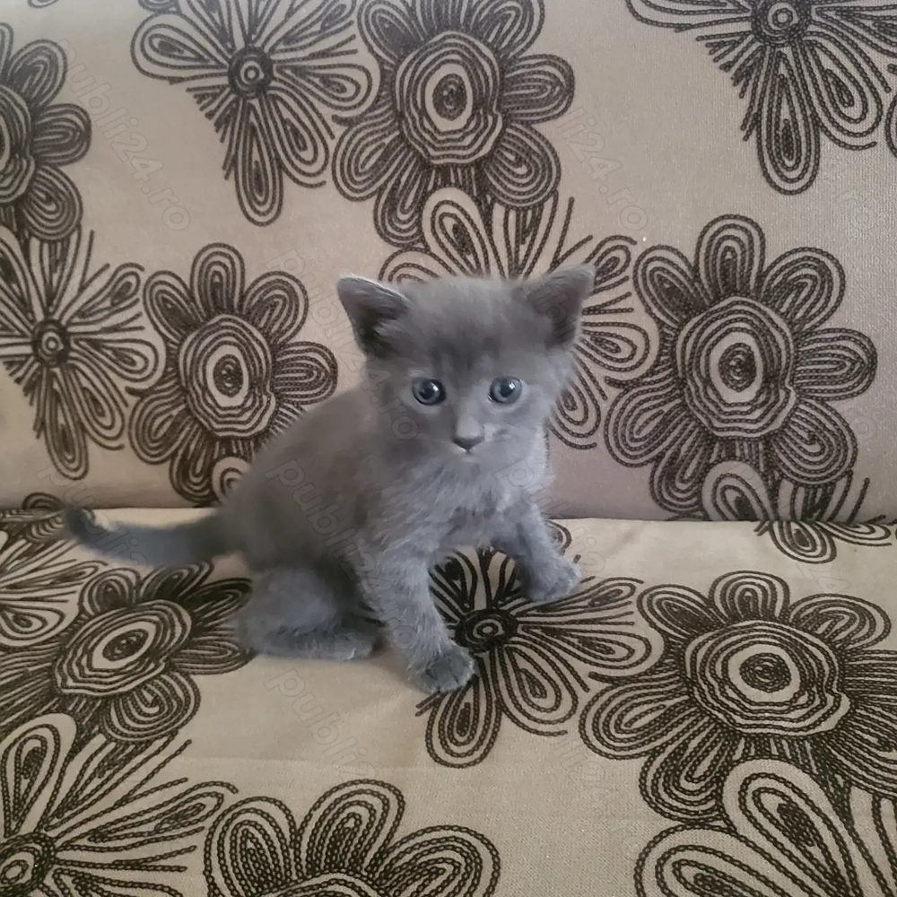 pisica gri  5 saptamani