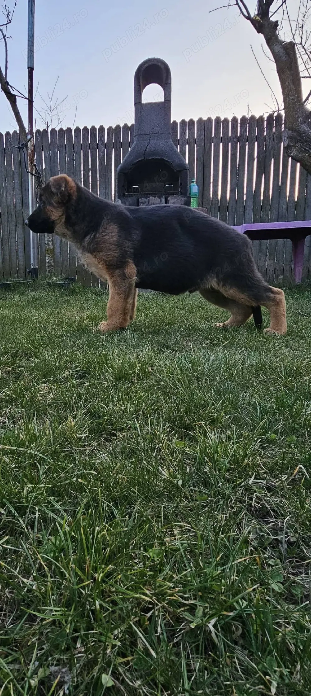 Pui ciobanesc german