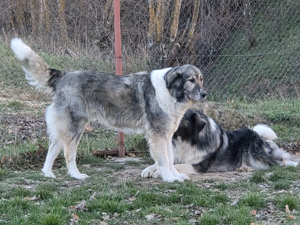 Femela ciobanesc romanesc carpatin