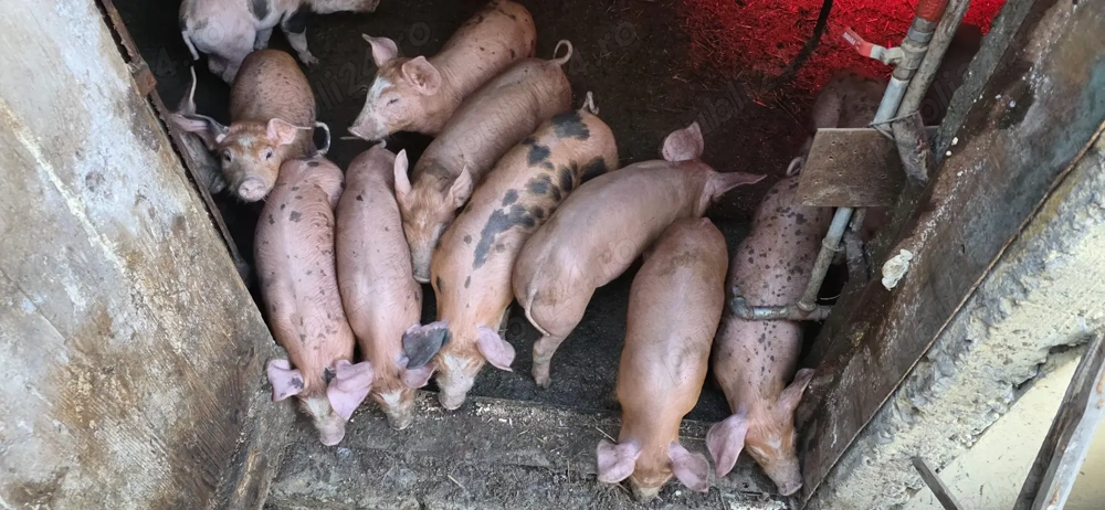 Vand purceluși metisi duroc &pietrain 