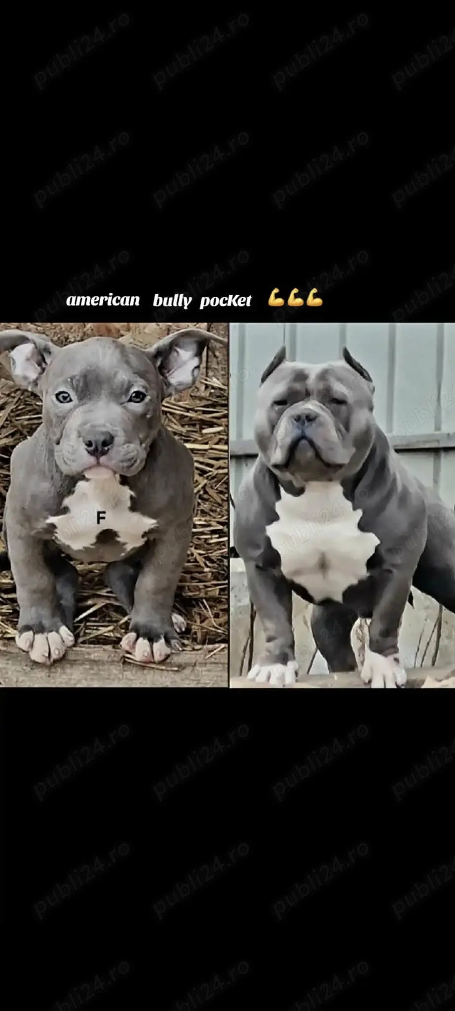 American bully pocket