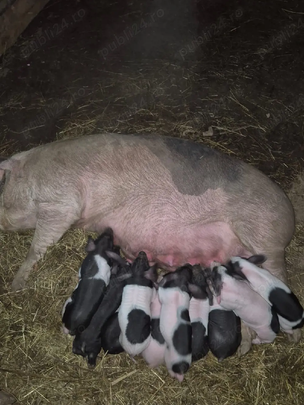 suntem de vanzare scroafa la prima fătare cu 11 purcei 
