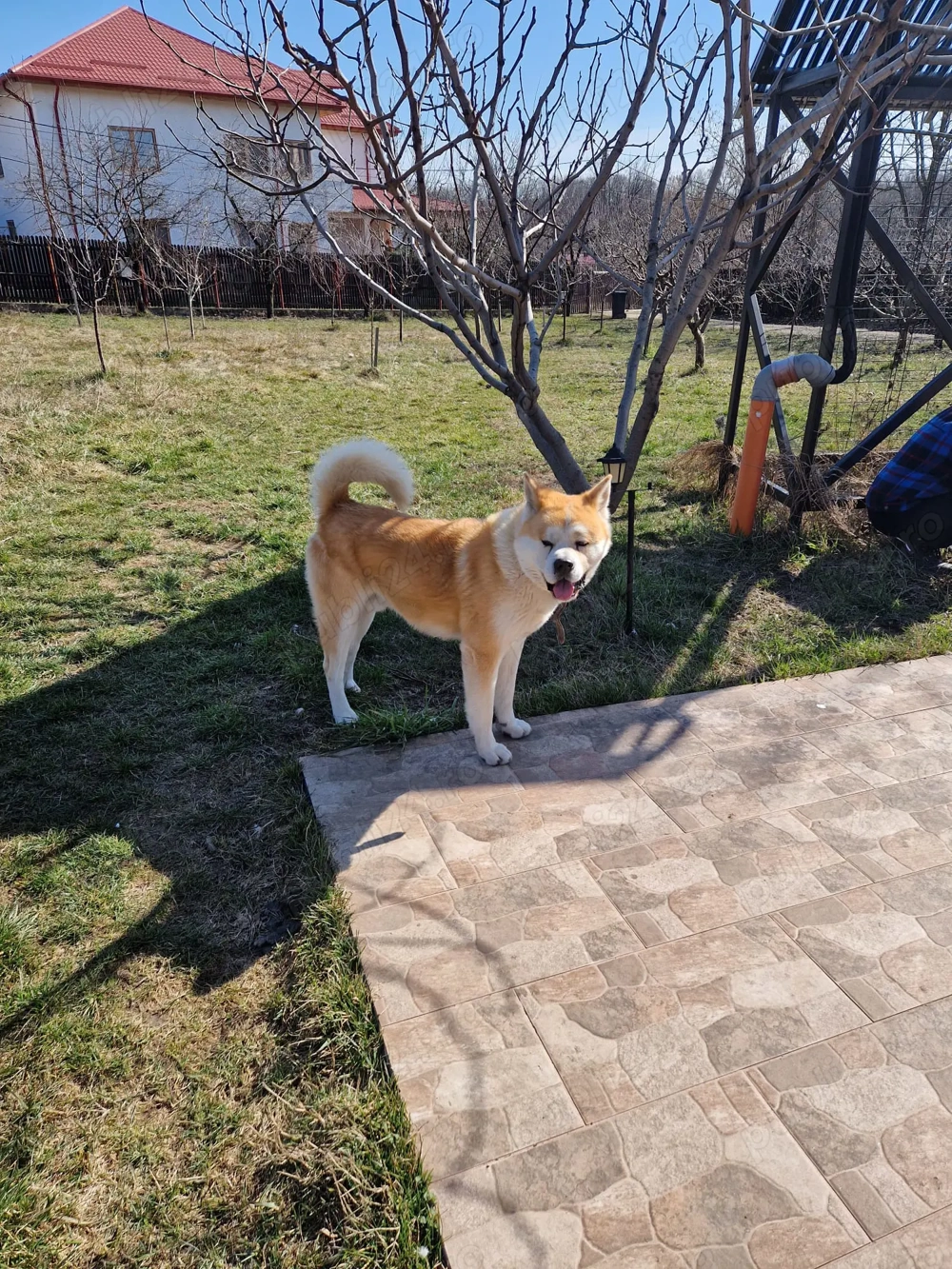 AKITA INU cauta partenera...