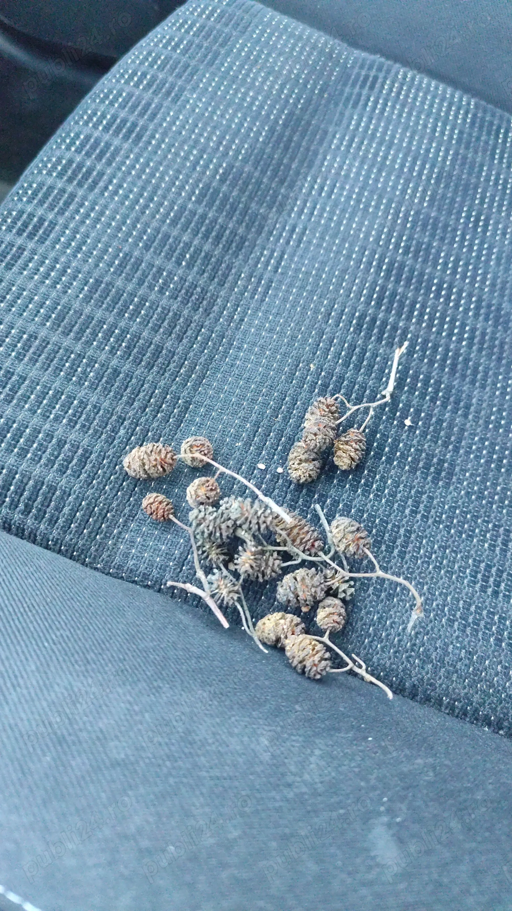 Conuri de arin pentru creveti