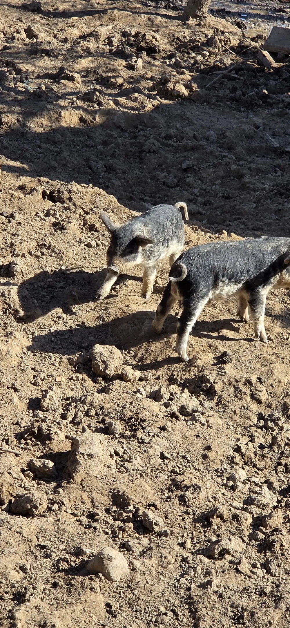 Porci Mangalița de vânzare