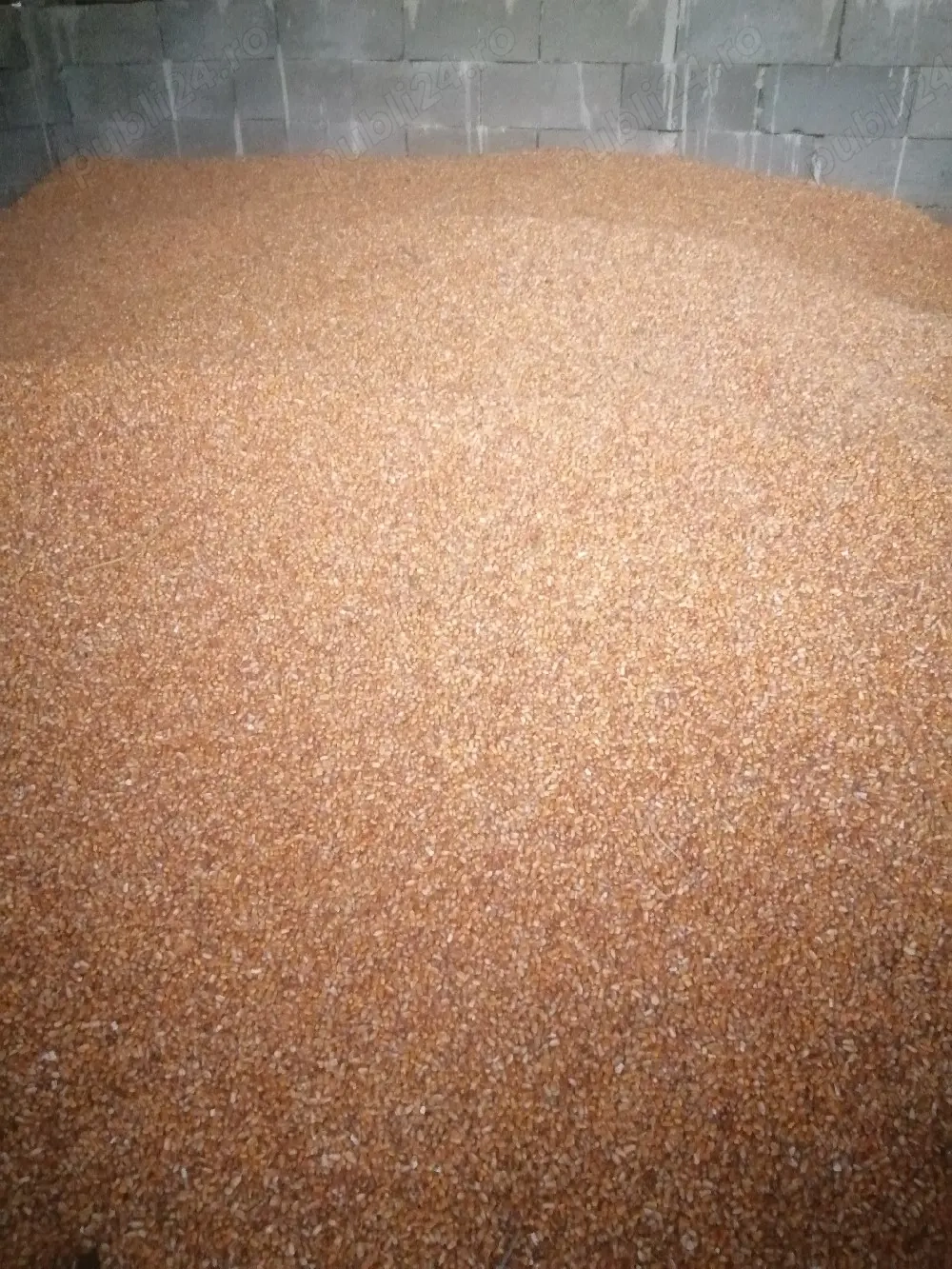 Porumb de vânzare sau schimb cu baloti 