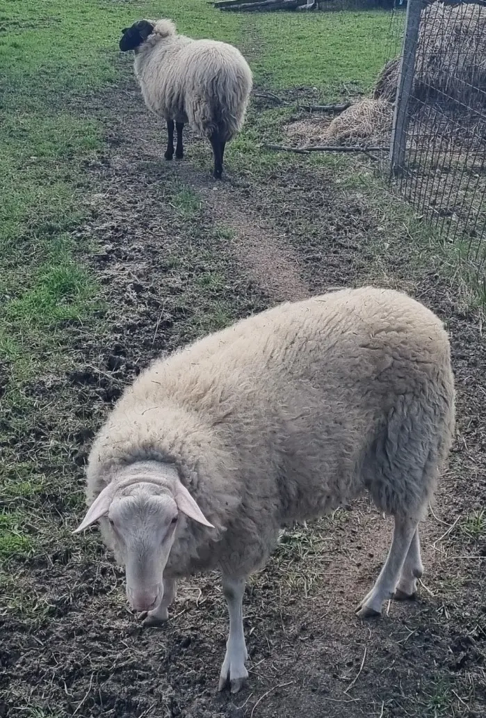 Friză  germana  berbec 