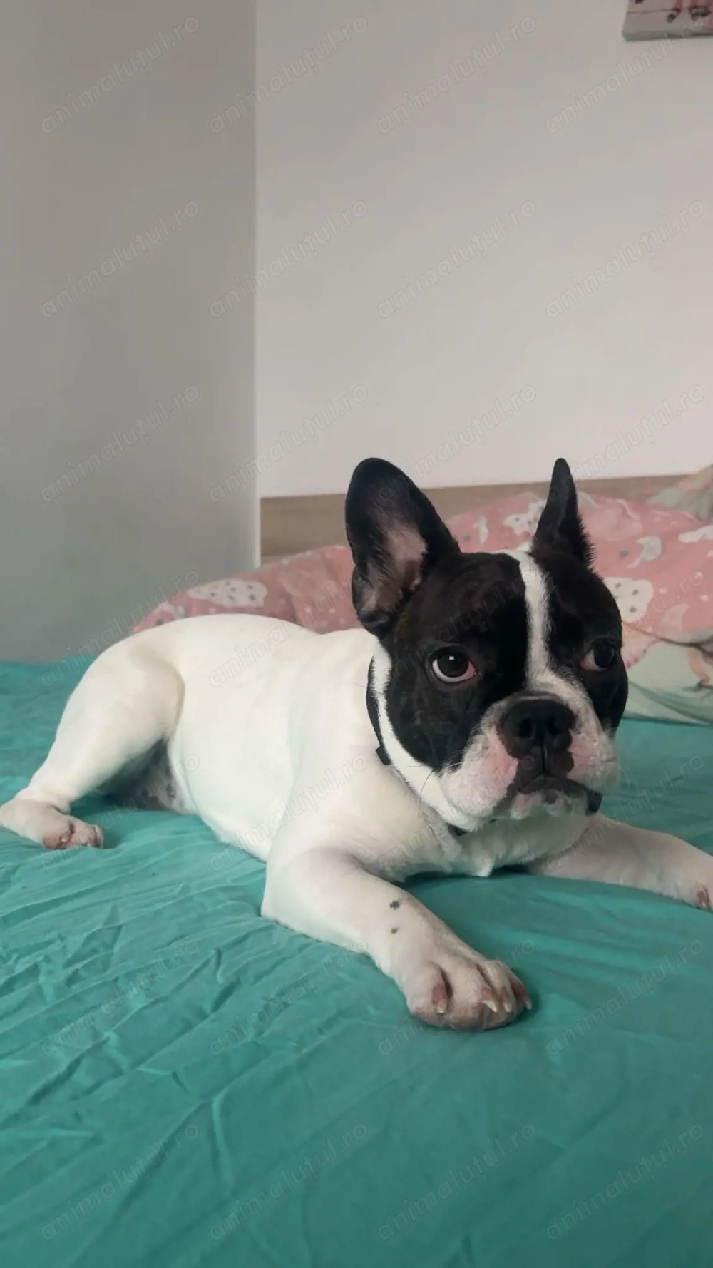 Fetița bulldog francez 