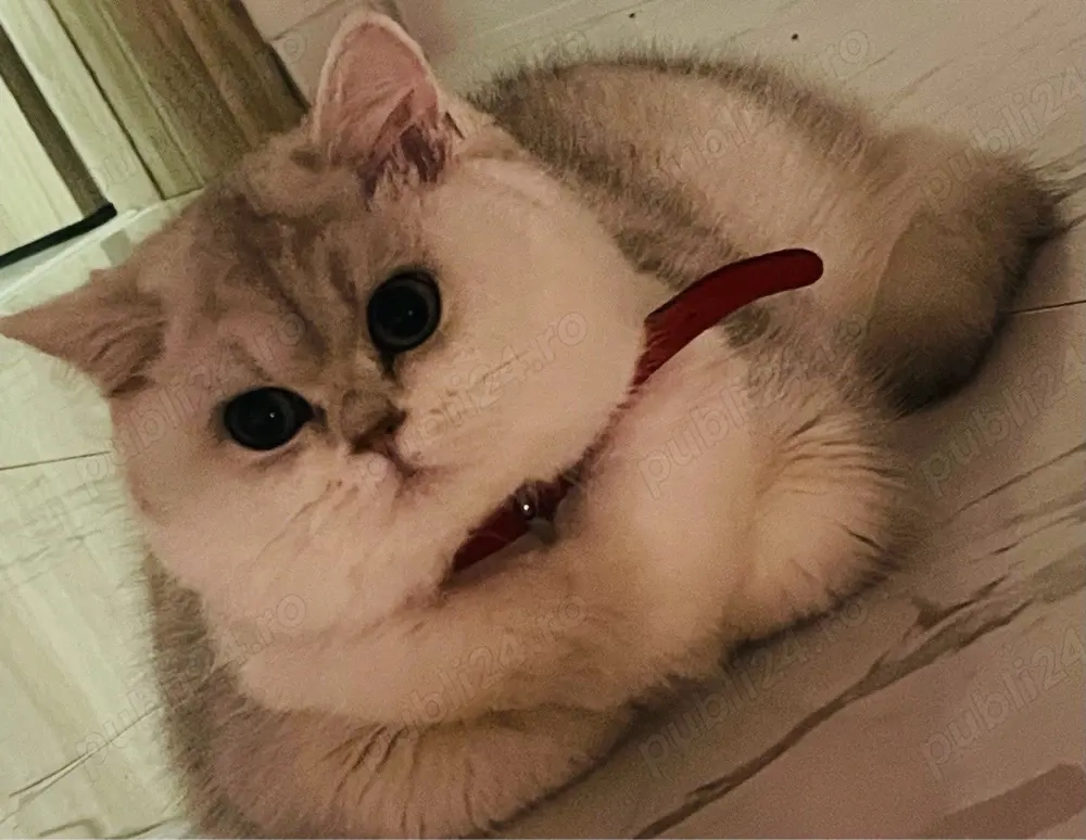 British Shorthair Silver