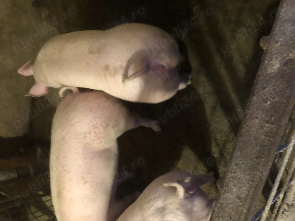 Vand porci pt sacrificat!