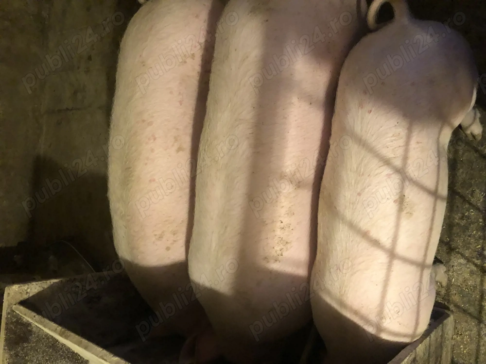 Porci pt sacrificare