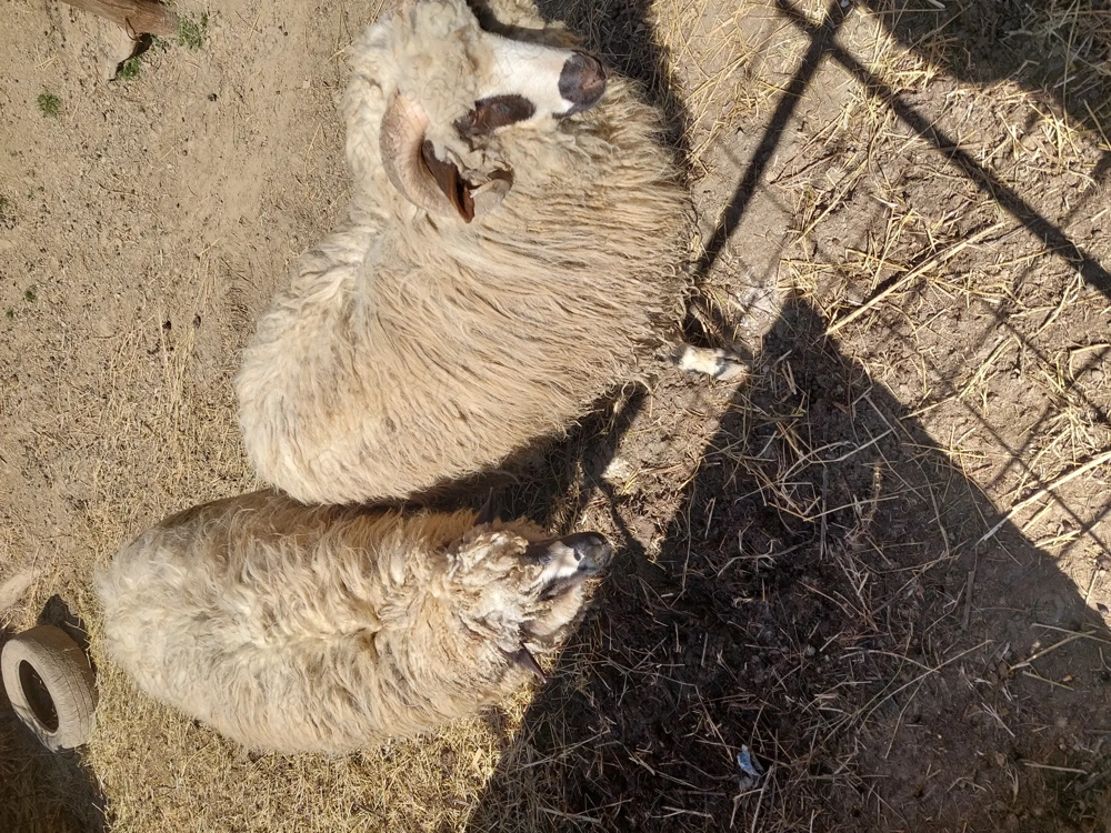 Vând 2 noatini și 2 noatine.