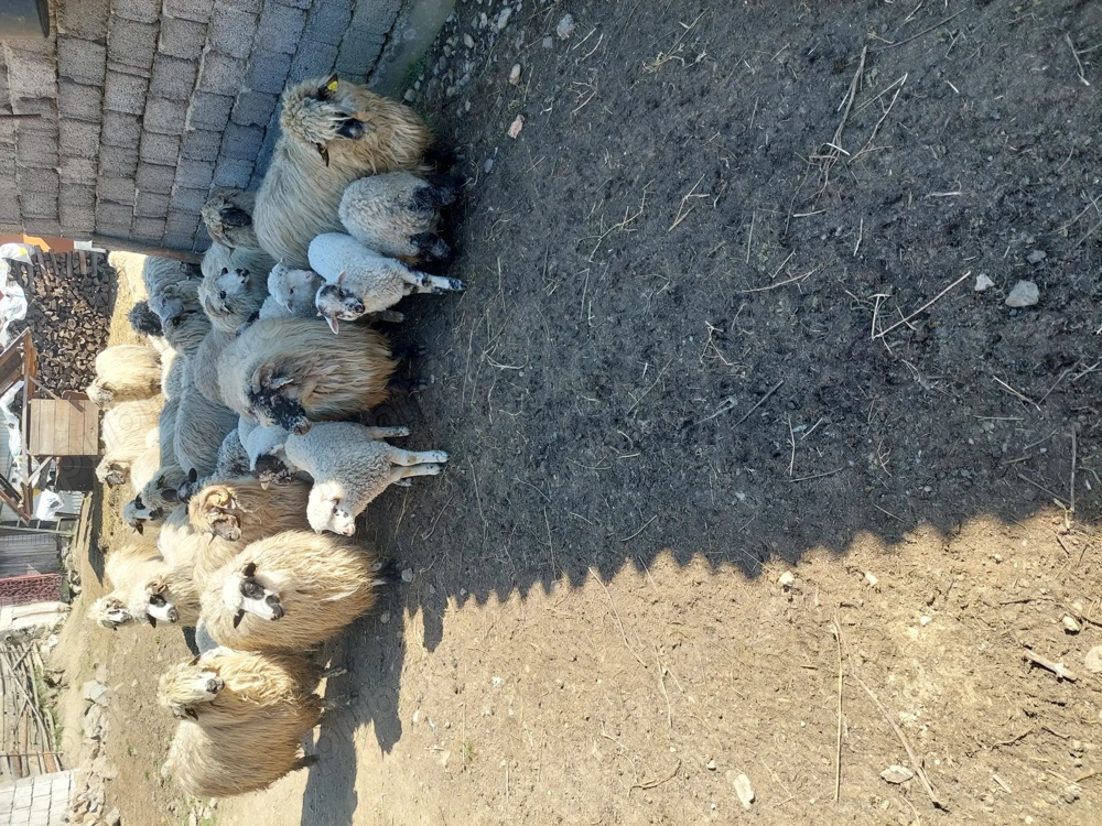 Vând 15 oi cu 15 miei.