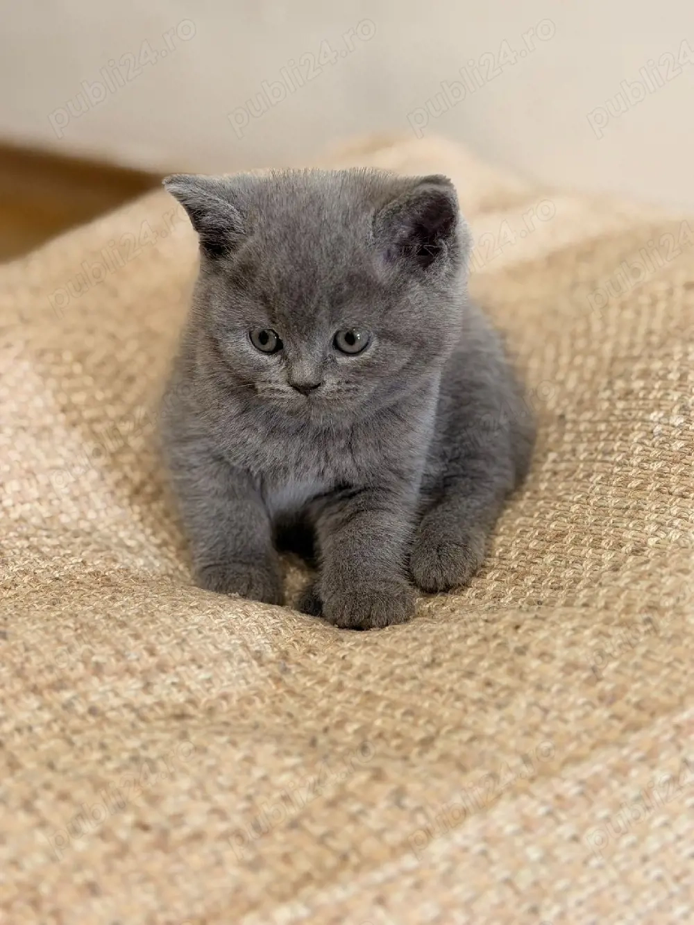 Pisica British Shorthair