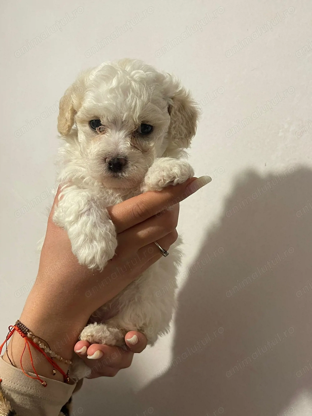 Bichon matlez   adorabili 2 fetițe si 2 băieții 