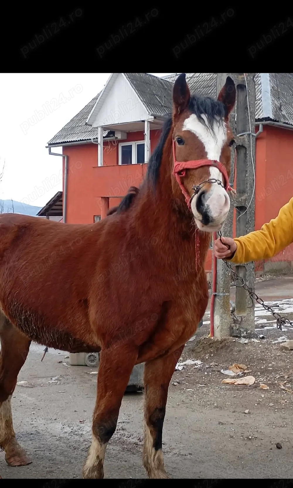 un mânz de vânzare 2 ani curat la piceore mai multe detali în privat la nr de telefon    