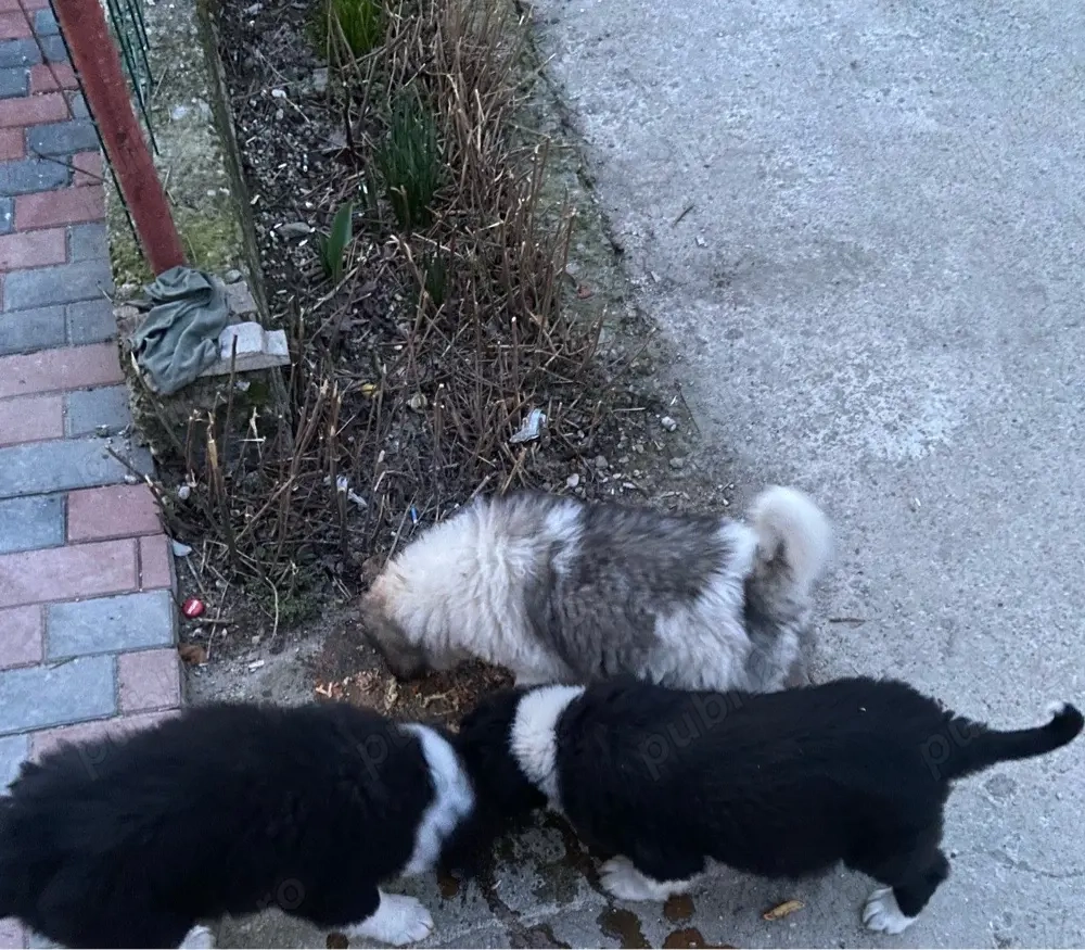 Pui Ciobănesc Românesc Carpatin   vaccinați și deparazitați