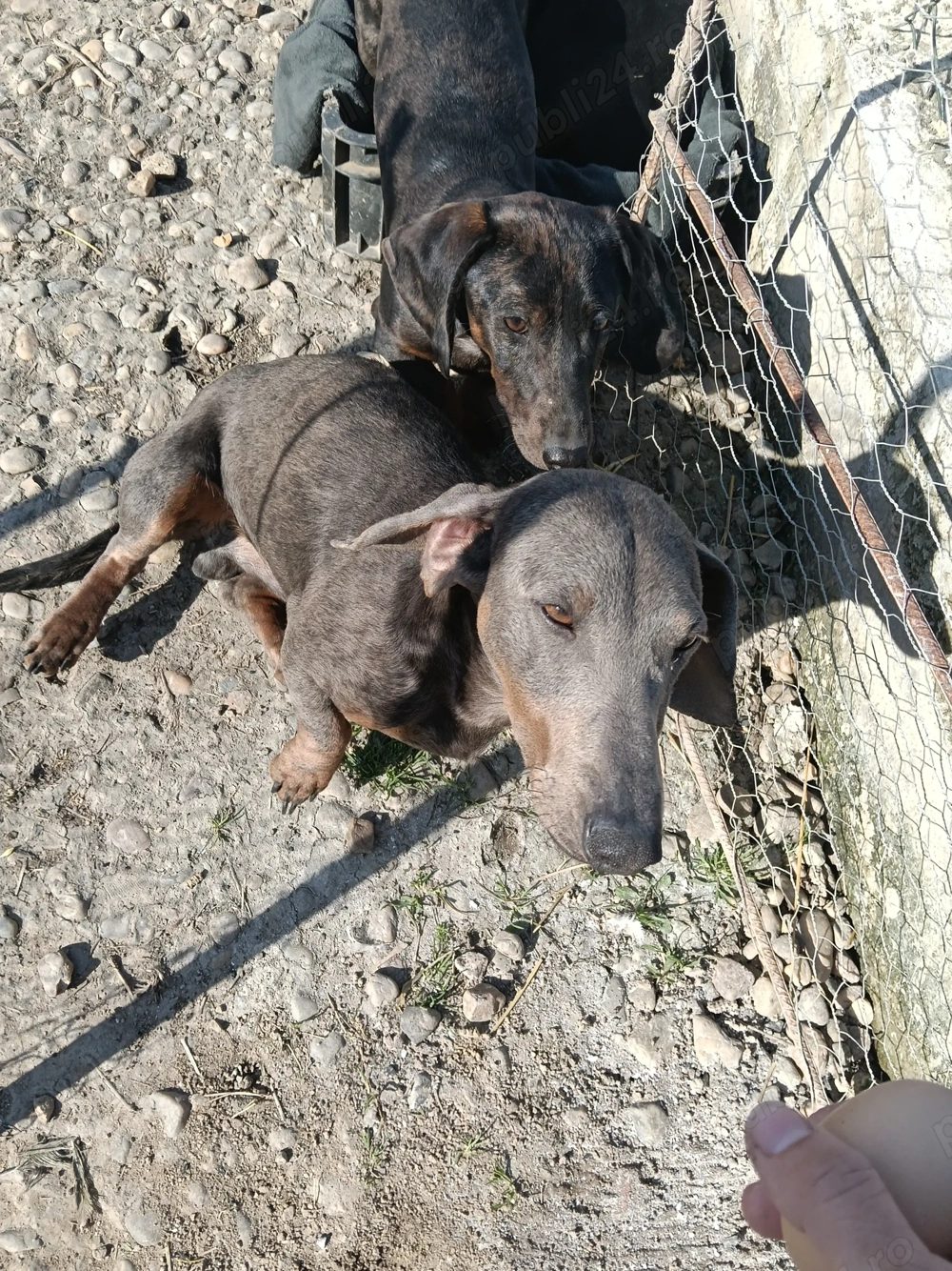 Mascul teckel blue 2ani!