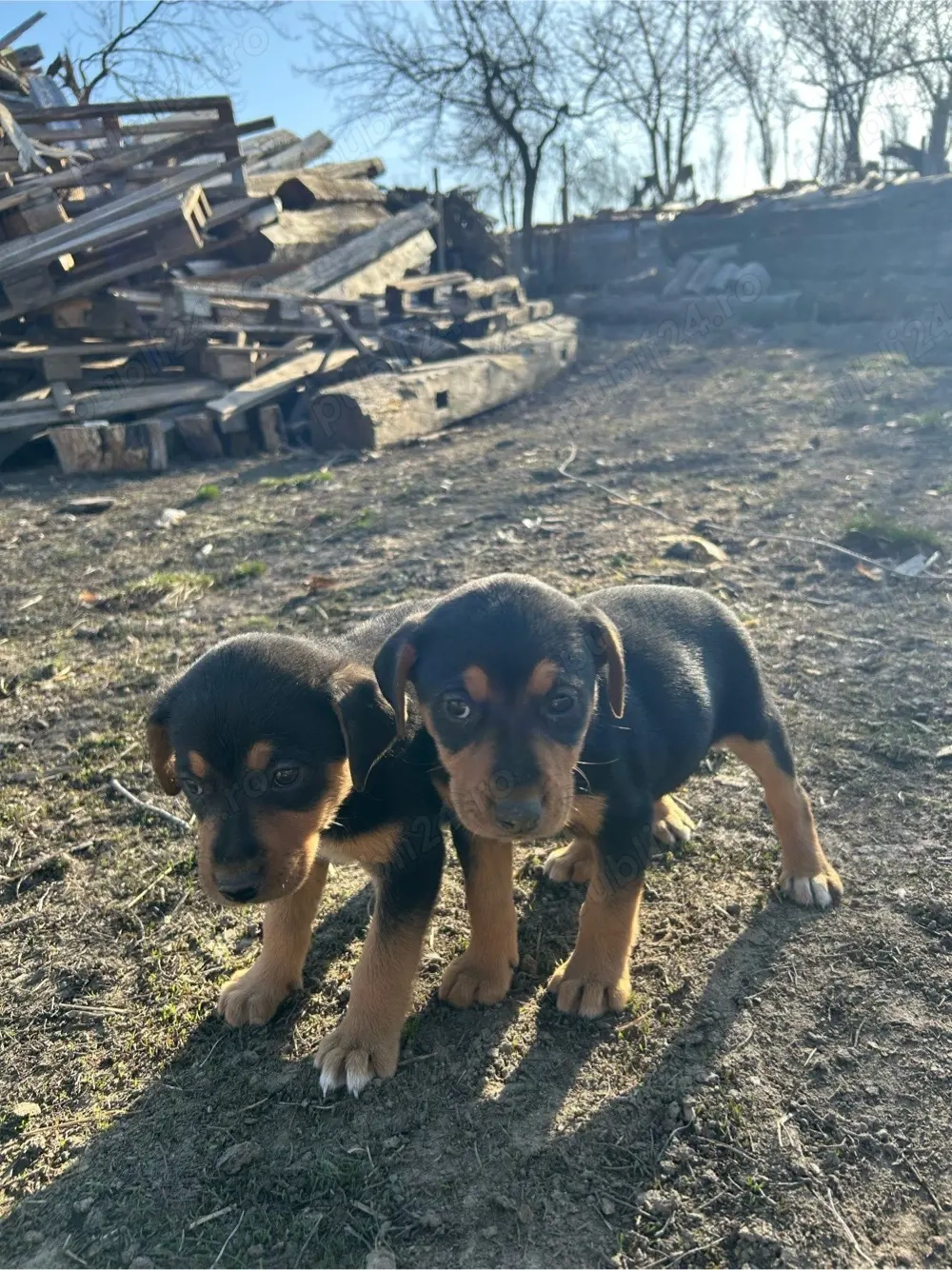 Cațelușe  jagdterrier