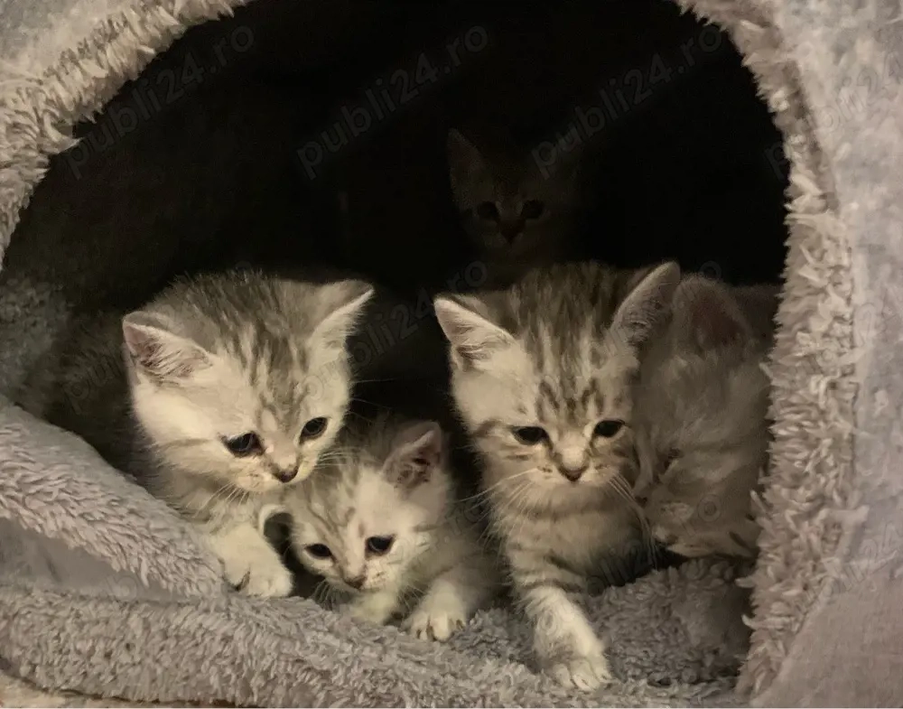 Ne cautam casuta Noua si o familie iubitoare. Puiuti Britishis Exemplar deosebiti. rasa pura.