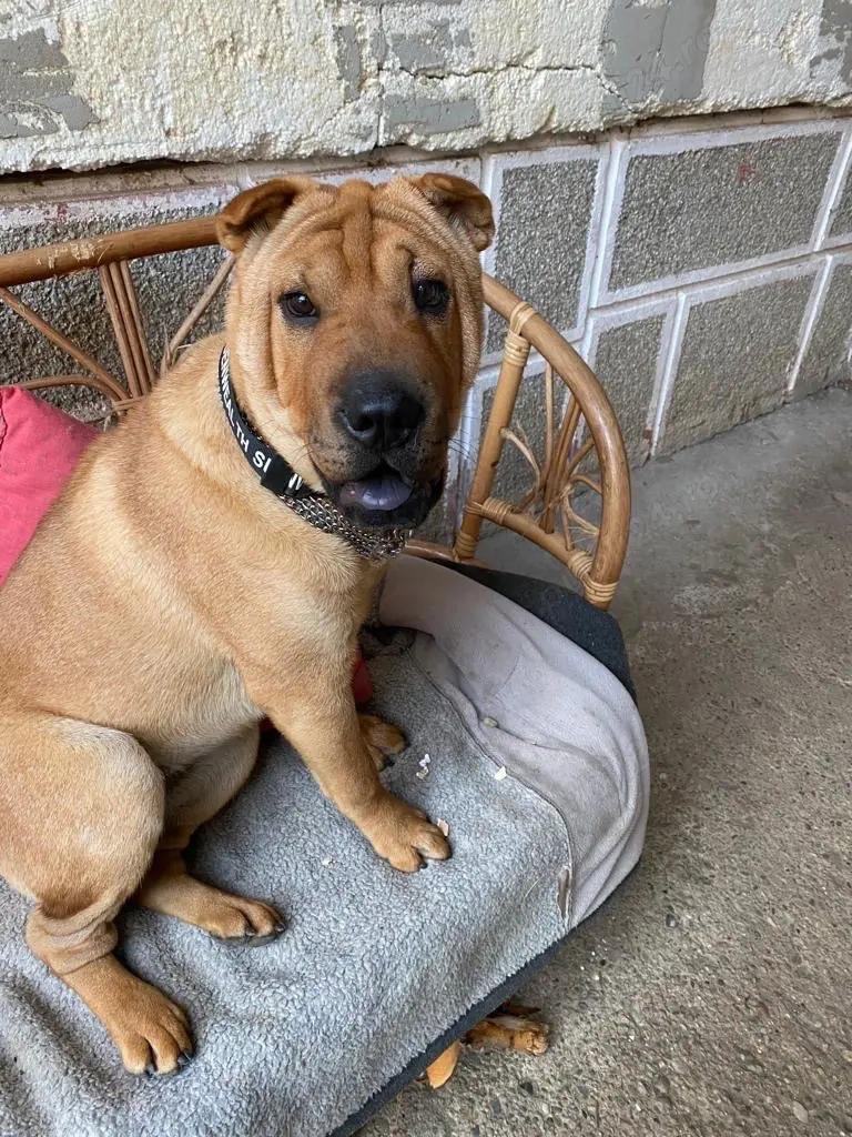 Sharpei femela, 1.8 luni!