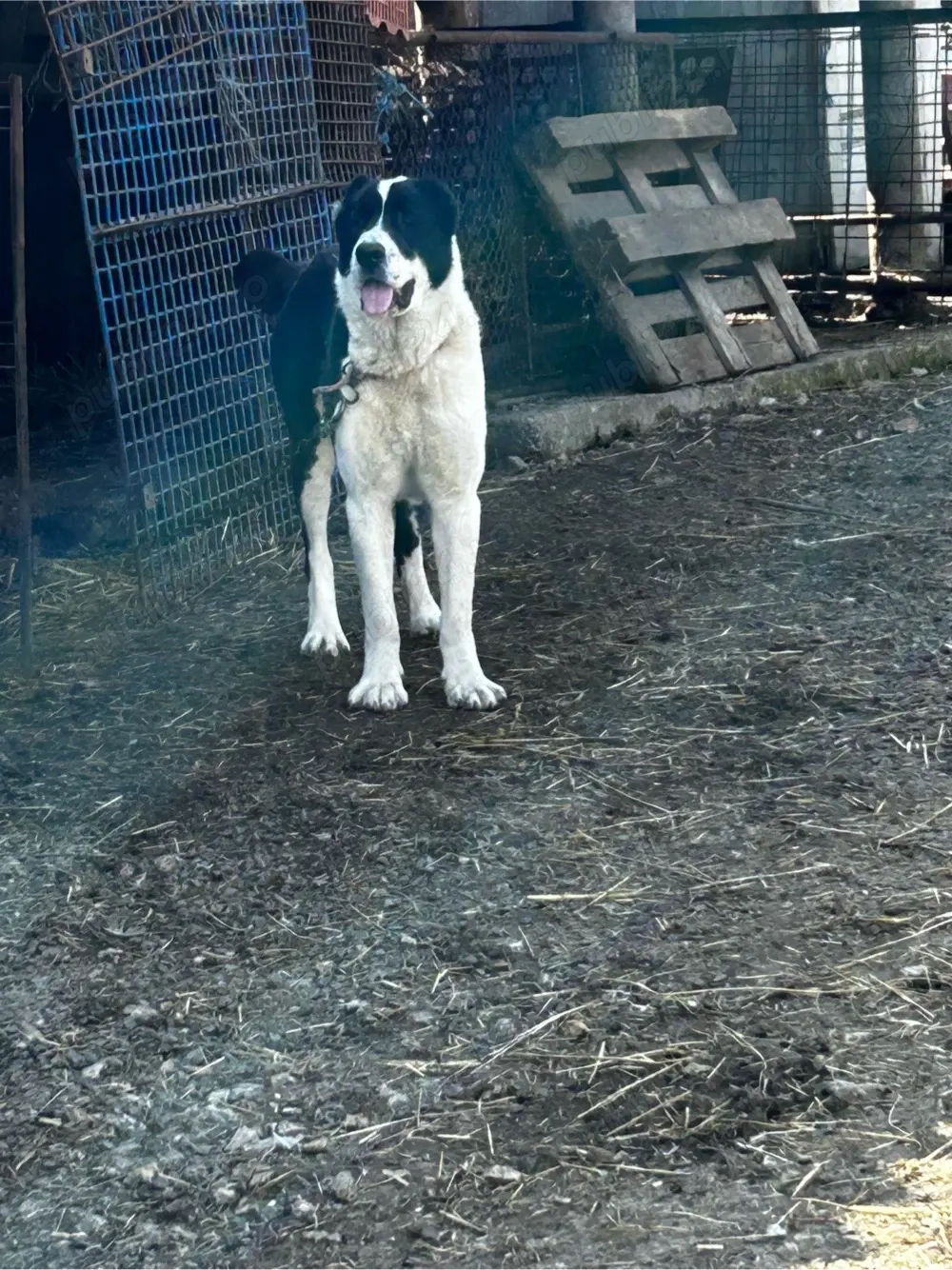 femela asia centrala