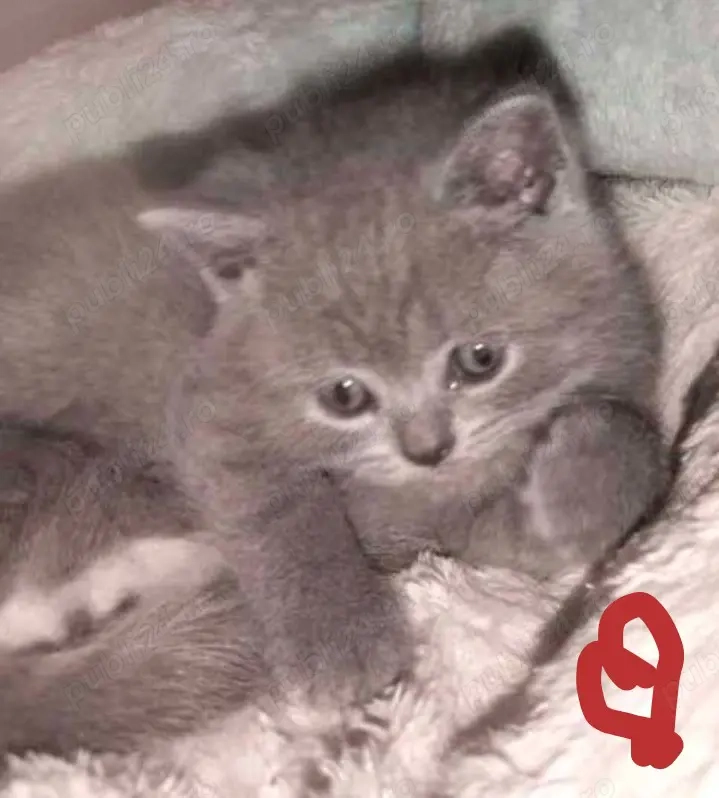Puiuți British Shorthair Blue 